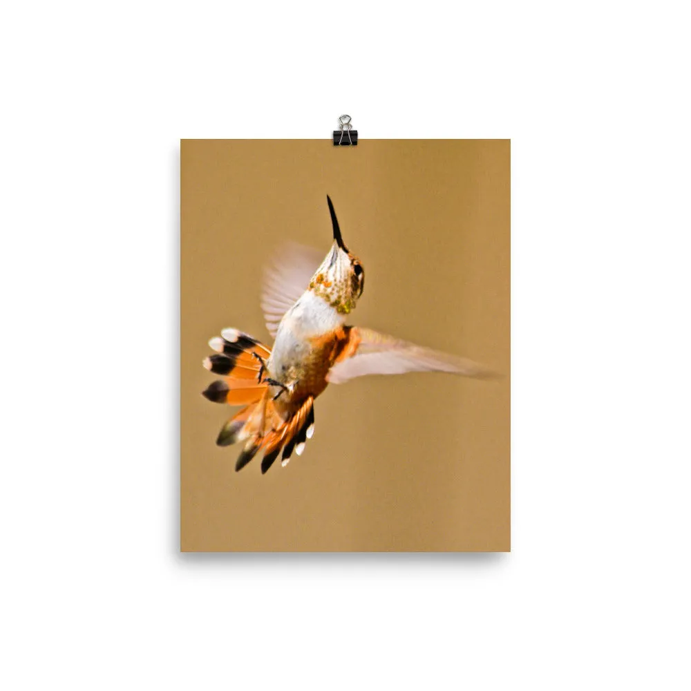 Rufous Hummingbird in flight, orange and ecru - print
