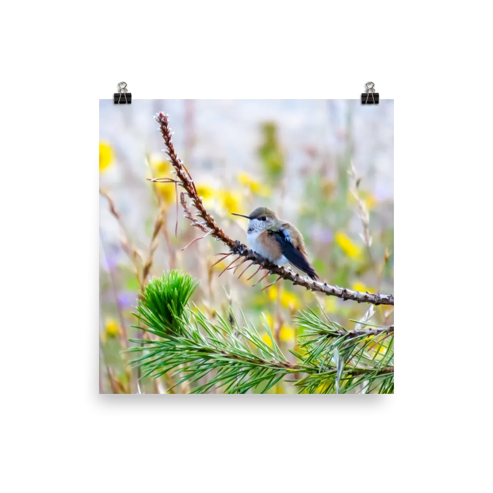 Rufous Hummingbird juvenile male perched with yellow wildflower background - print